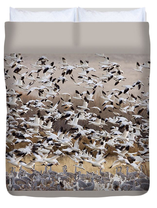 00465740 Duvet Cover featuring the photograph Snow Geese Taking Flight With Sandhill by Sebastian Kennerknecht