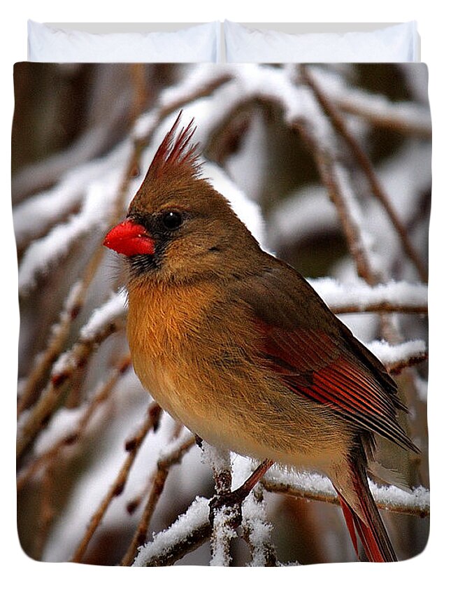 Nature Duvet Cover featuring the photograph Snowbirds--Cardinal DSB025 by Gerry Gantt
