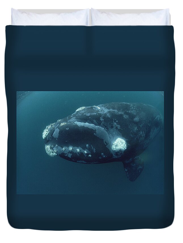 00083857 Duvet Cover featuring the photograph Southern Right Whale Under Boat by Flip Nicklin