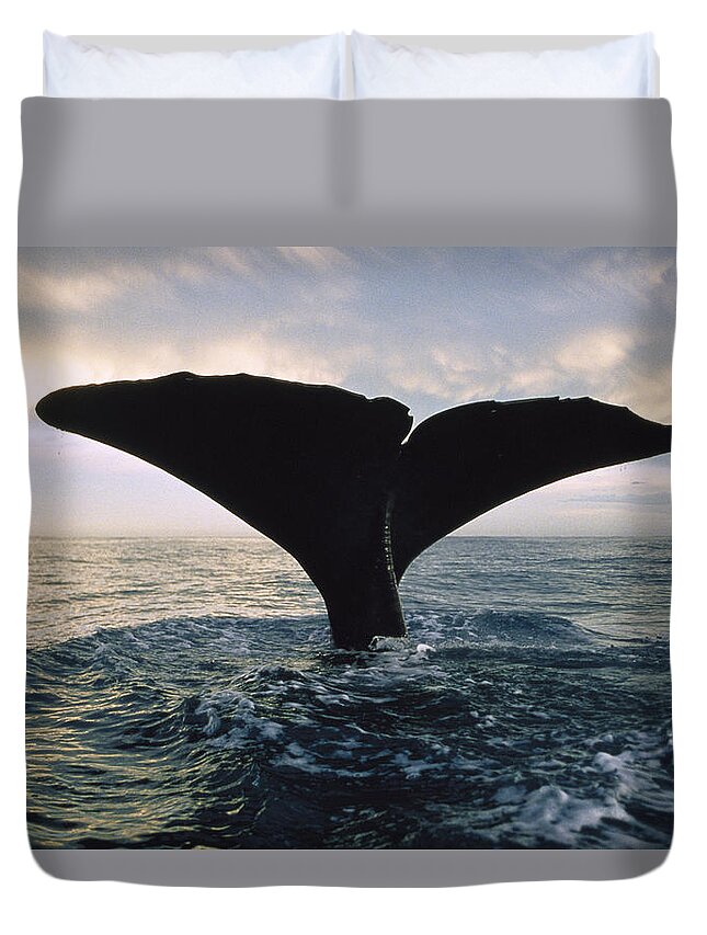 00113843 Duvet Cover featuring the photograph Sperm Whale Tail At Sunset New Zealand by Flip Nicklin