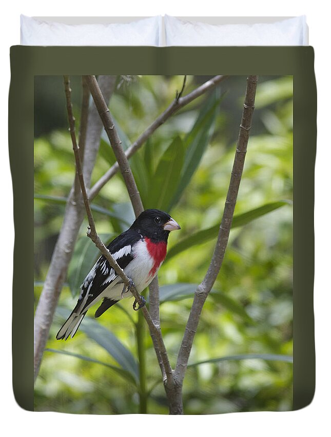 Beaufort County Duvet Cover featuring the photograph Spring Returnee by Phill Doherty
