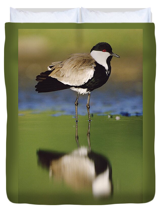 00172187 Duvet Cover featuring the photograph Spur Winged Plover With Its Reflection by Tim Fitzharris