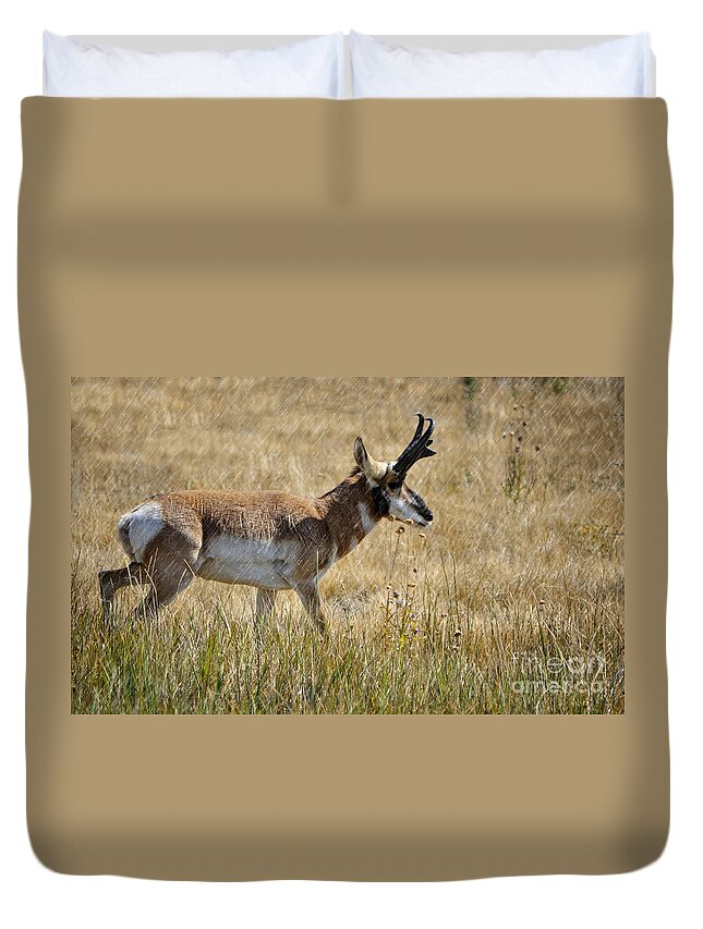 Pronghorn Duvet Cover featuring the photograph Summer Pronghorn Rain by Donna Greene