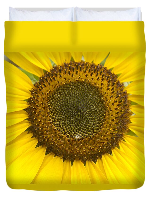 Colorful Duvet Cover featuring the photograph Sunflower Center by James BO Insogna