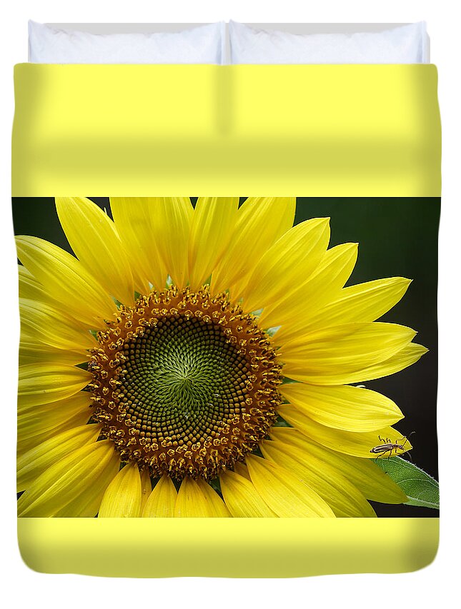 Helianthus Annuus Duvet Cover featuring the photograph Sunflower With Insect by Daniel Reed