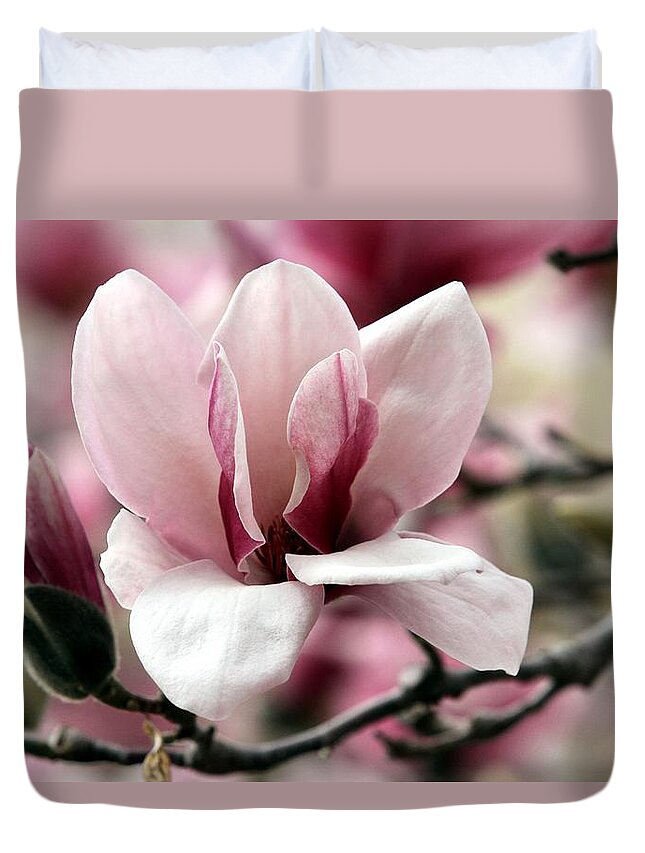 Magnolia Bloom Duvet Cover featuring the photograph Sweet Magnolia by Elizabeth Winter