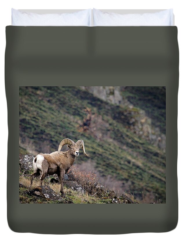 Bighorn Sheep Duvet Cover featuring the photograph The Overlook by Steve McKinzie