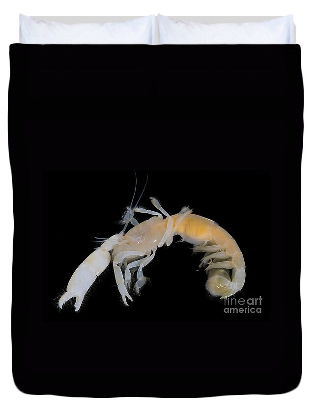 Callianassa Affinis Duvet Cover featuring the photograph Tidepool Ghost Shrimp by Dant Fenolio
