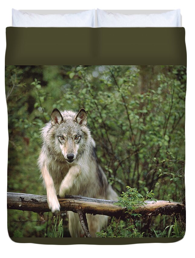00170057 Duvet Cover featuring the photograph Timber Wolf Leaping Over Fallen Log by Tim Fitzharris