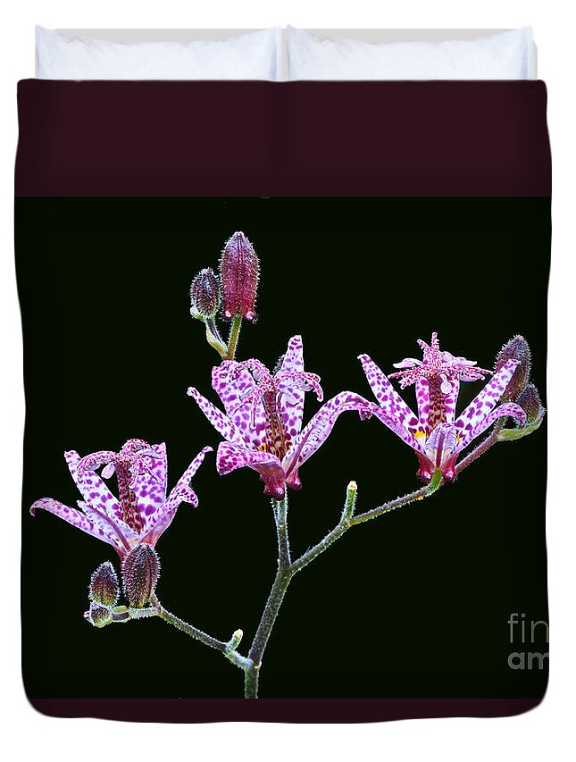 Toad Lily Duvet Cover featuring the photograph Toad Lilies by Byron Varvarigos