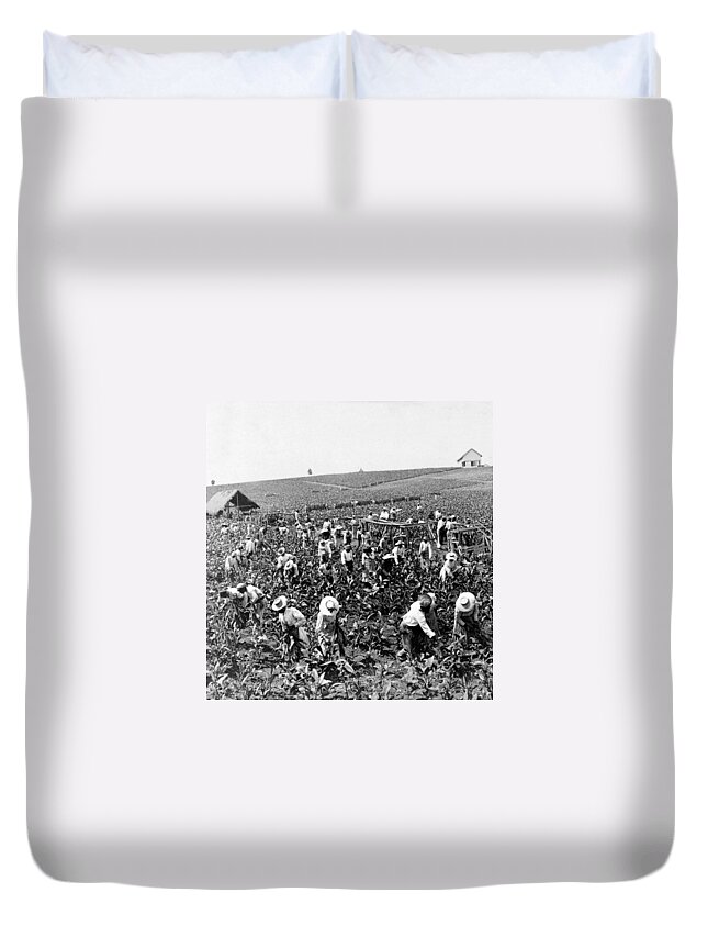 Jamaica Duvet Cover featuring the photograph Tobacco Field in Montpelier - Jamaica - c 1900 by International Images