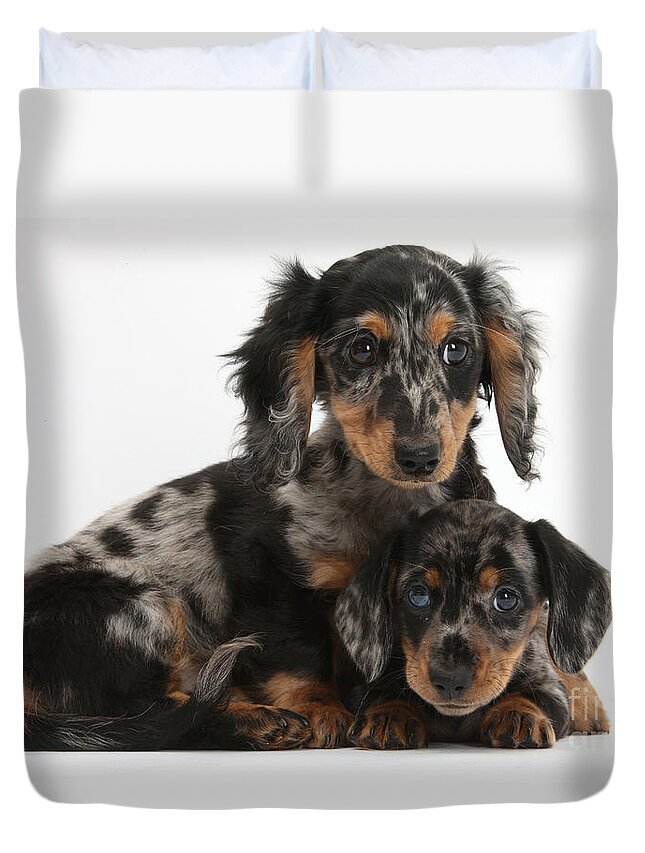 Dachshund Duvet Cover featuring the photograph Tricolor Dachshund Puppies by Mark Taylor