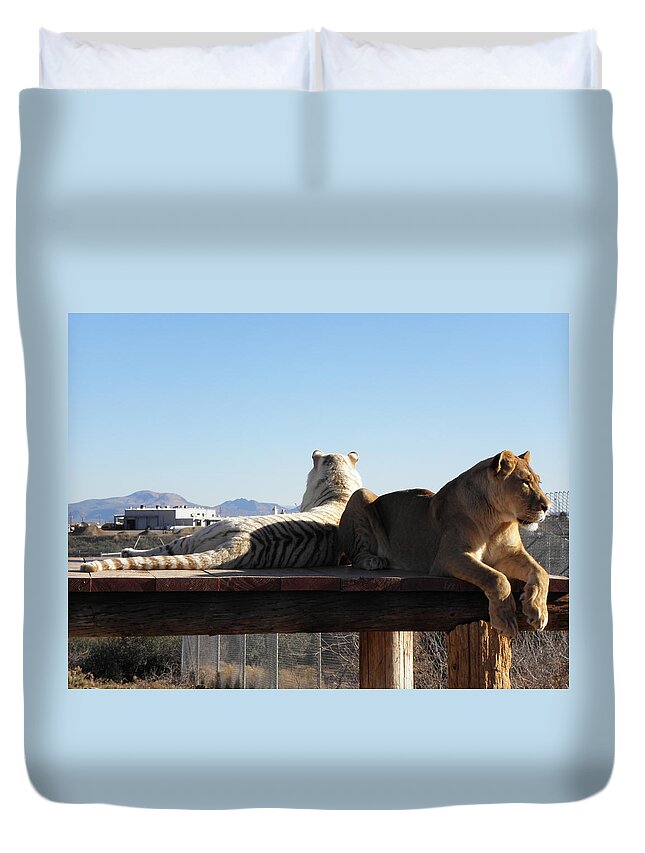 Lion Duvet Cover featuring the photograph Two Gorgeous Females by Kim Galluzzo