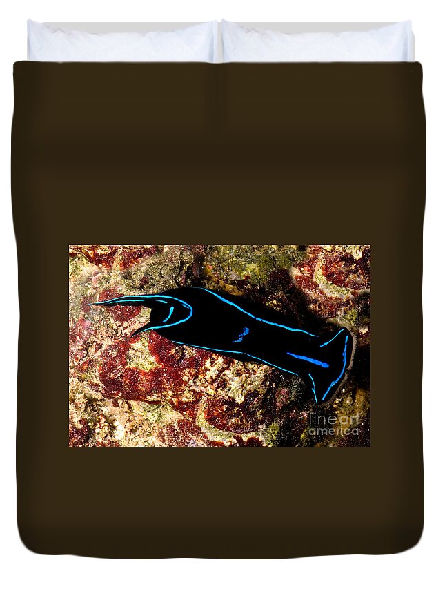 Chelidonura Duvet Cover featuring the photograph Velvet Sea Slug by Dant Fenolio