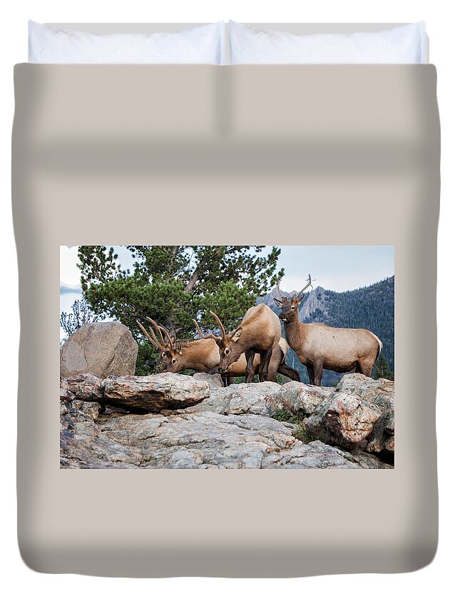 2012 Duvet Cover featuring the photograph Wapiti by Ronald Lutz