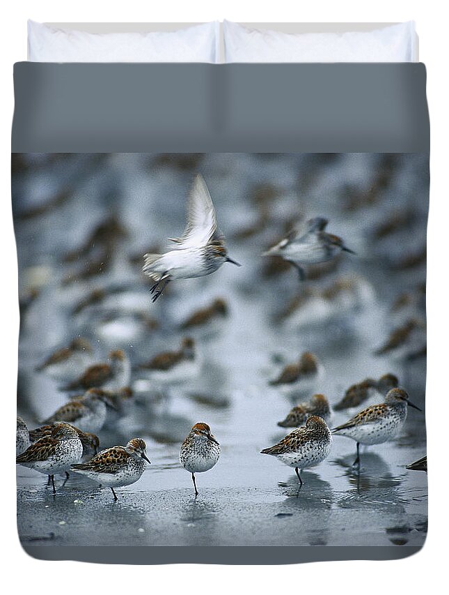 Mp Duvet Cover featuring the photograph Western Sandpiper Calidris Mauri Flock by Michael Quinton