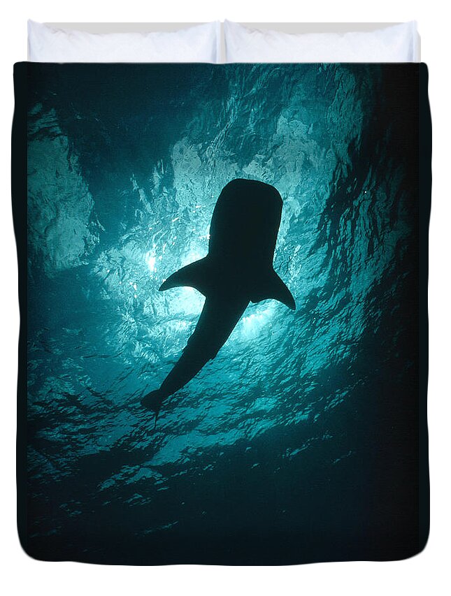 00106485 Duvet Cover featuring the photograph Whale Shark Silhouette Cocos Island by Flip Nicklin