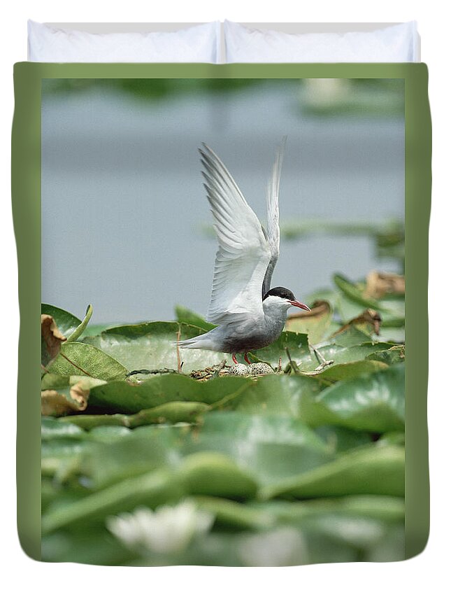 Mp Duvet Cover featuring the photograph Whiskered Tern Chlidonias Hybridus by Konrad Wothe