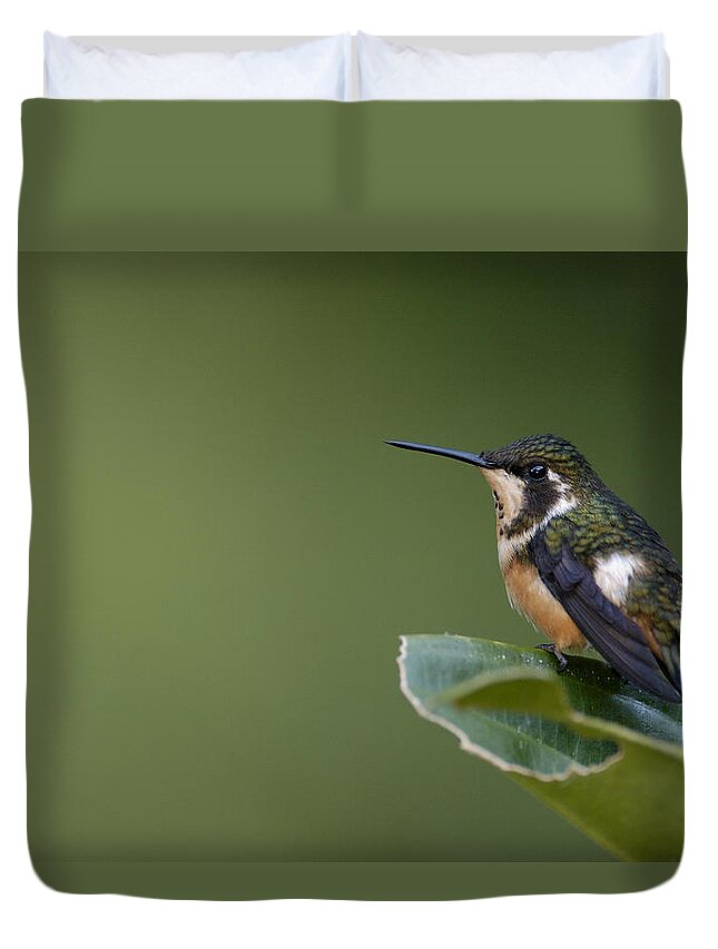 Mp Duvet Cover featuring the photograph White-bellied Woodstar Chaetocercus by Pete Oxford