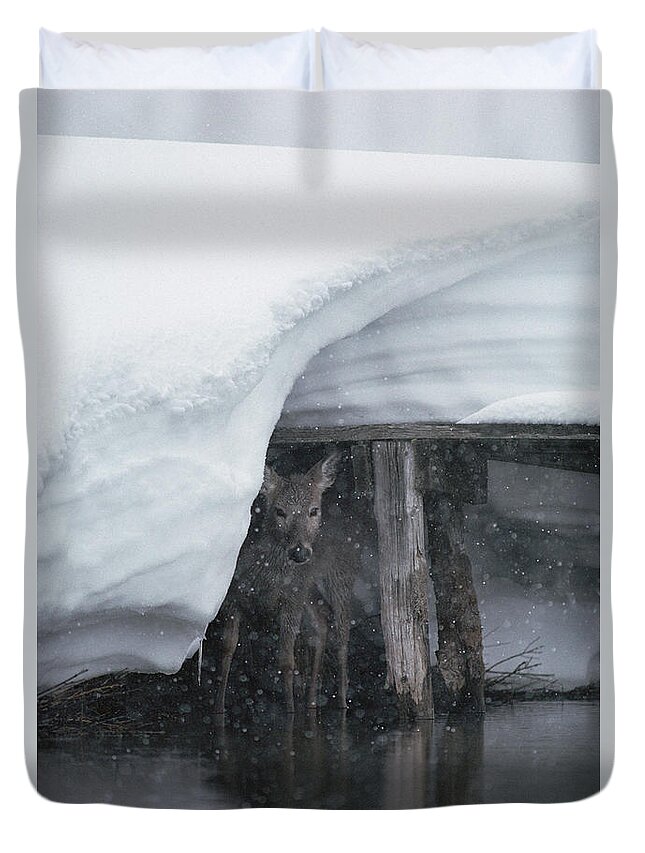 Mp Duvet Cover featuring the photograph White-tailed Deer Odocoileus by Michael Quinton