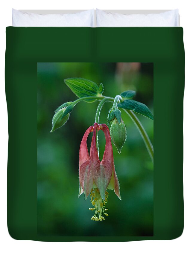 Aquilegia Canadensis Duvet Cover featuring the photograph Wild Columbine Flower by Daniel Reed
