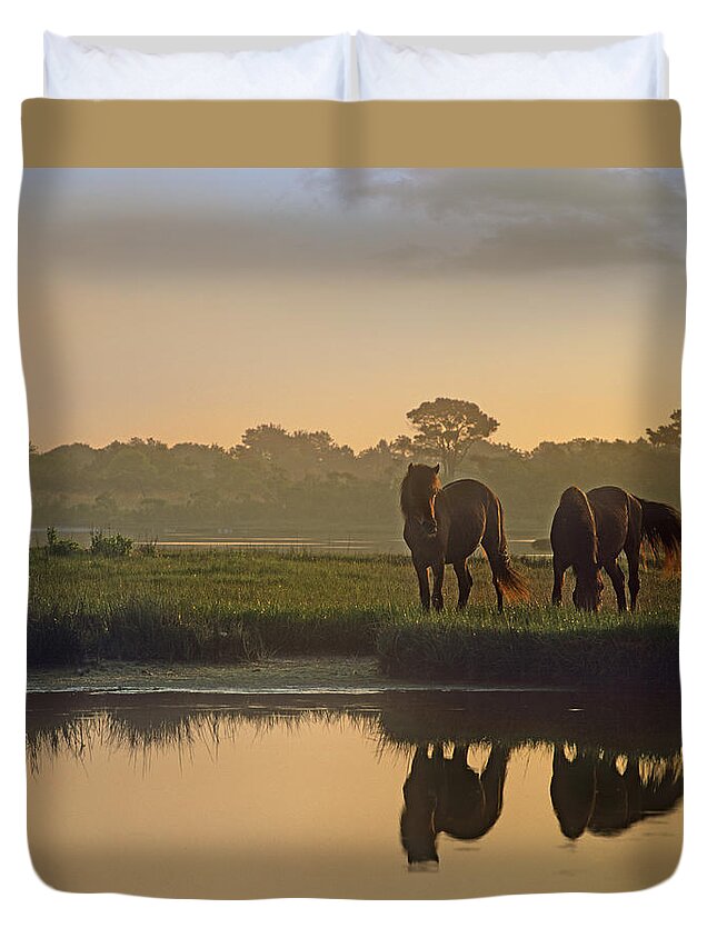 00176991 Duvet Cover featuring the photograph Wild Horse Pair Grazing At Assateague by Tim Fitzharris