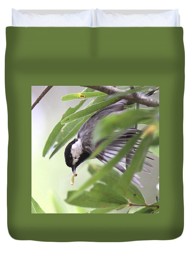 Carolina Chickadee Duvet Cover featuring the photograph Worm in Beak Beats Two in the Bush by Travis Truelove