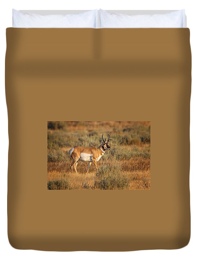 2012 Duvet Cover featuring the photograph Wyoming Pronghorn by Ronald Lutz