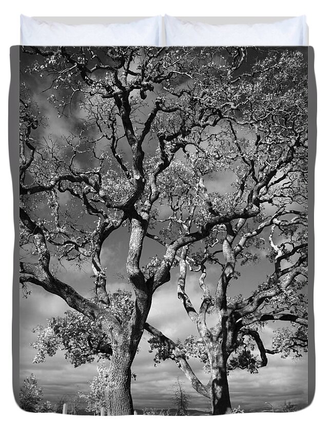 Oak Trees Duvet Cover featuring the photograph You Never Let Me Down by Laurie Search
