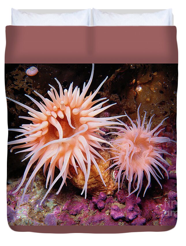Mp Duvet Cover featuring the photograph Sea Anemones in Admiralty Inlet #1 by Flip Nicklin