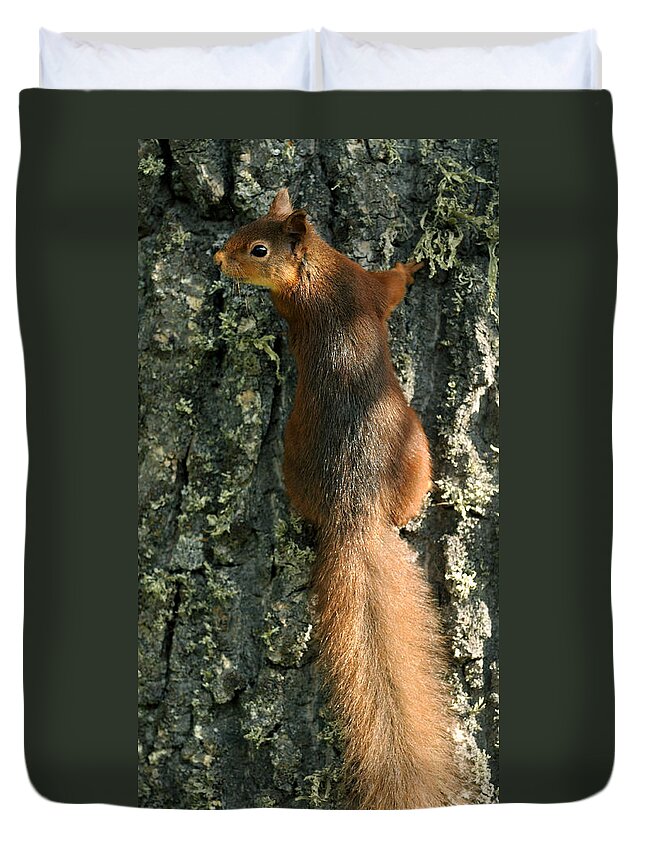 Squirrel Duvet Cover featuring the photograph Red Squirrel #1 by Gavin Macrae