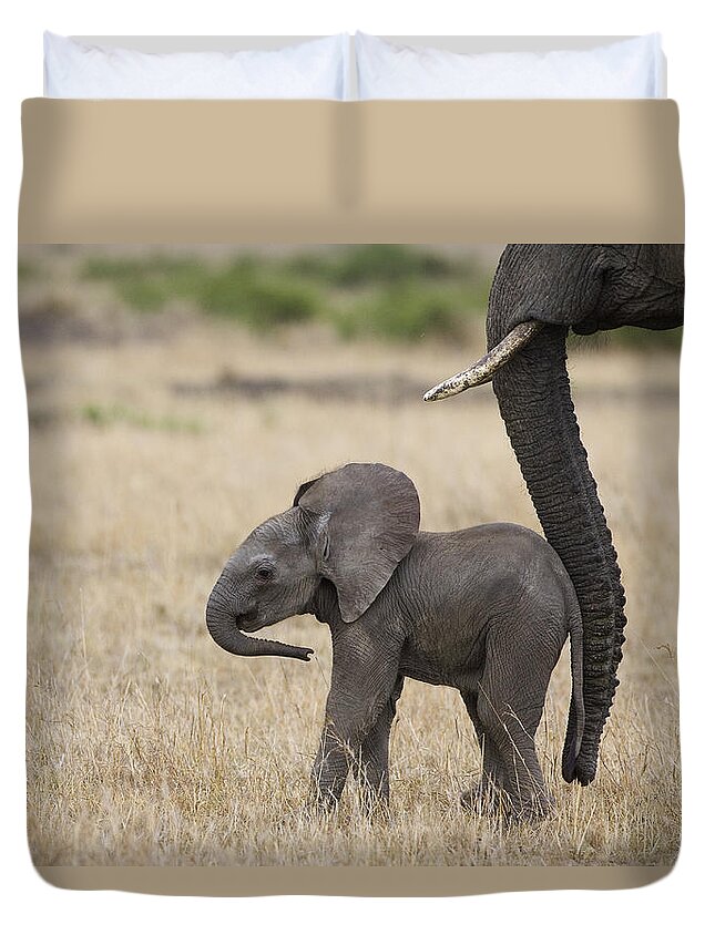 00784040 Duvet Cover featuring the photograph African Elephant Mother And Under 3 #1 by Suzi Eszterhas