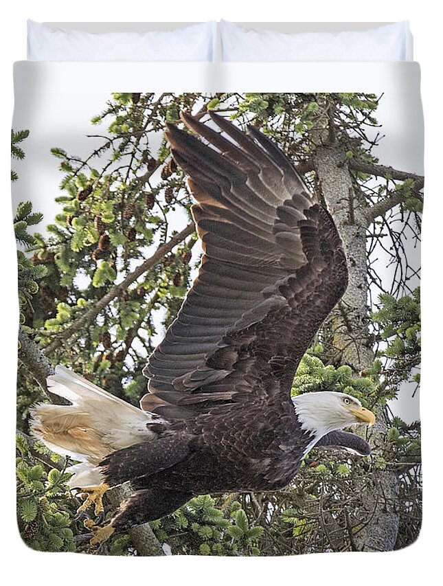 Lopez Island Vacation Duvet Cover featuring the photograph Bald Eagle takes flight #1 by Matt McDonald