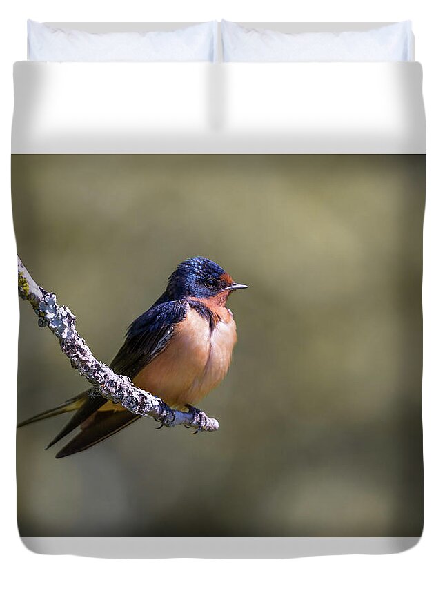 Barn Swallow Duvet Cover For Sale By Kathy King