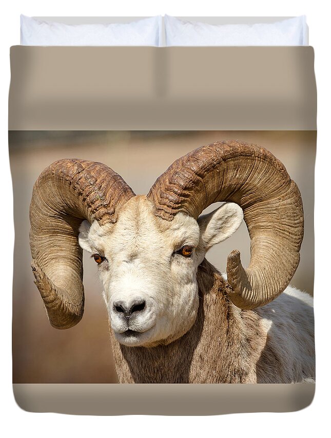 Bighorn Duvet Cover featuring the photograph Bighorn by Jack Bell