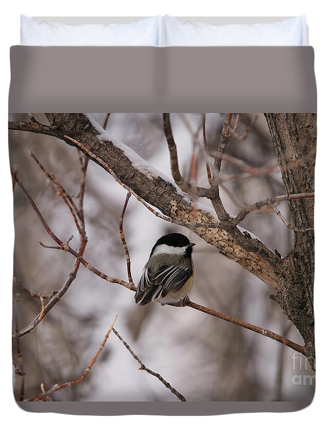 Black Capped Chickadee Duvet Cover featuring the photograph Black Capped Chickadee #1 by Alyce Taylor