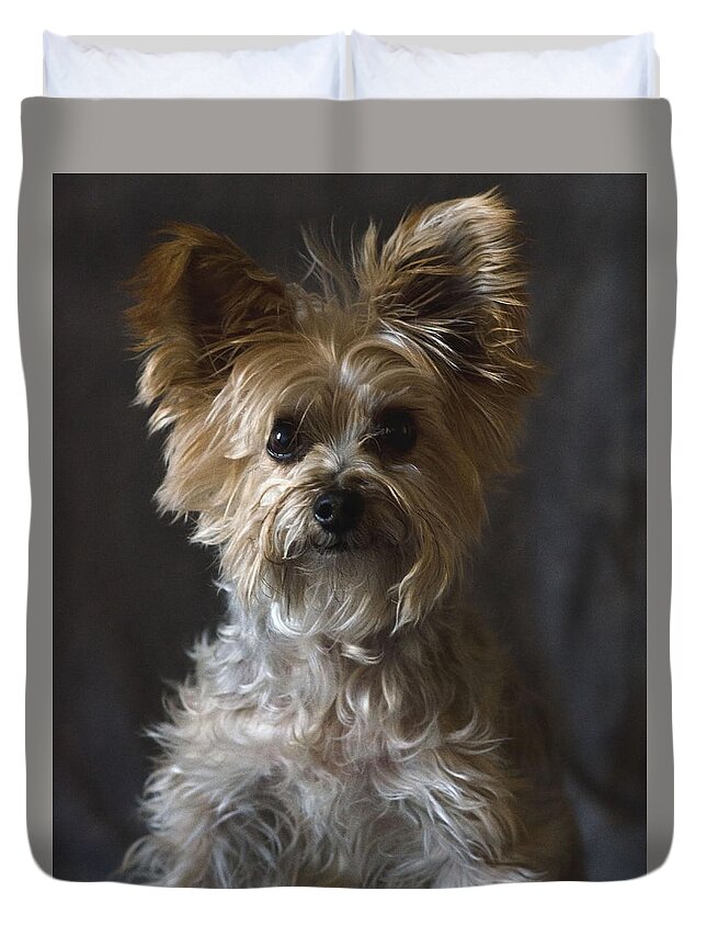 Yorkie Terrier Photography Duvet Cover featuring the photograph Buster #1 by Irina ArchAngelSkaya