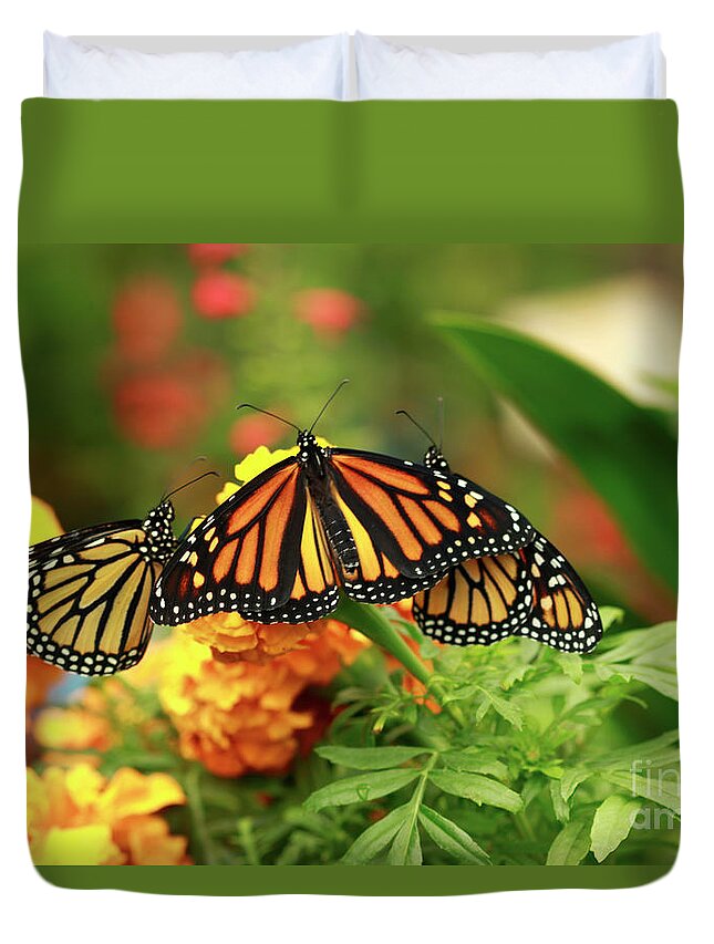 Monarch Butterflies Duvet Cover featuring the photograph Butterfly Monarchs on Mums #2 by Luana K Perez