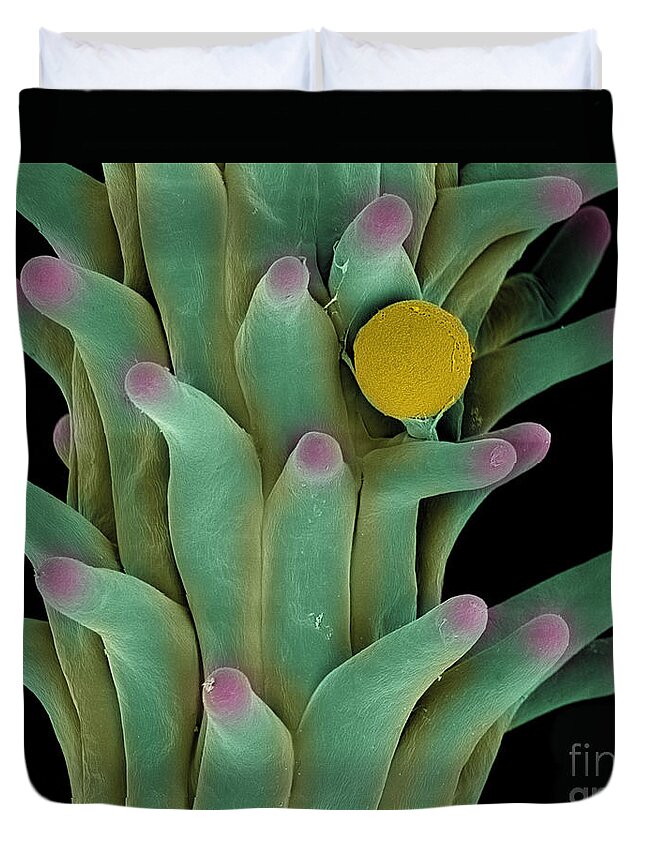 Biological Duvet Cover featuring the photograph Cannabis Pollen in Stigma #1 by Ted Kinsman