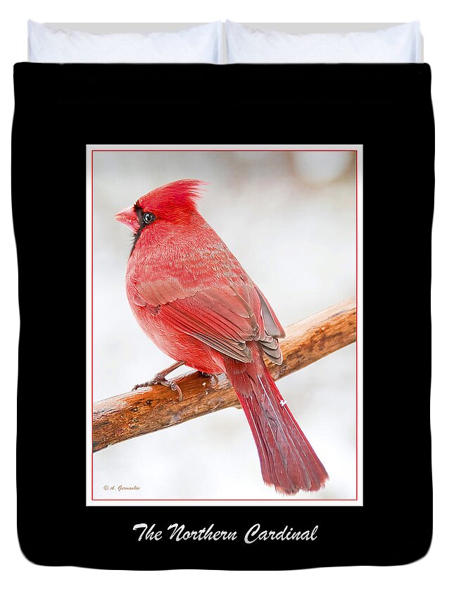 Ornithology Duvet Cover featuring the photograph Cardinal Male in Winter #1 by A Macarthur Gurmankin
