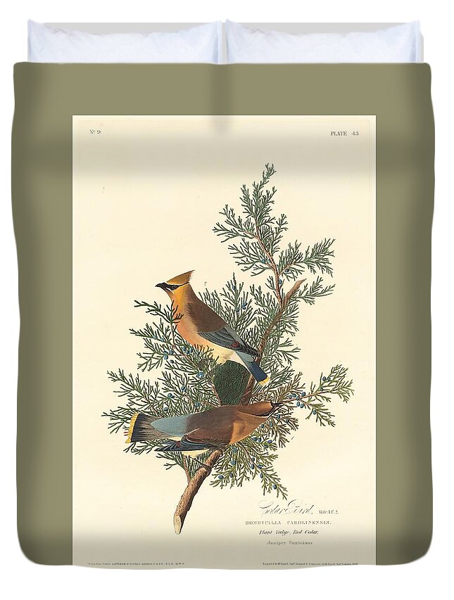 Audubon Duvet Cover featuring the drawing Cedar Bird #1 by Dreyer Wildlife Print Collections 