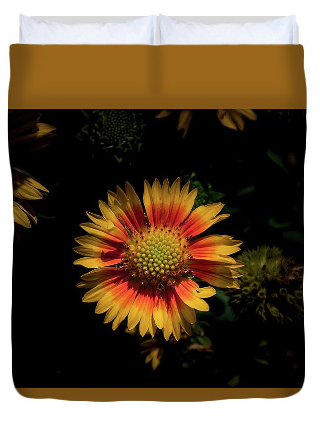 Jay Stockhaus Duvet Cover featuring the photograph Coneflower #1 by Jay Stockhaus