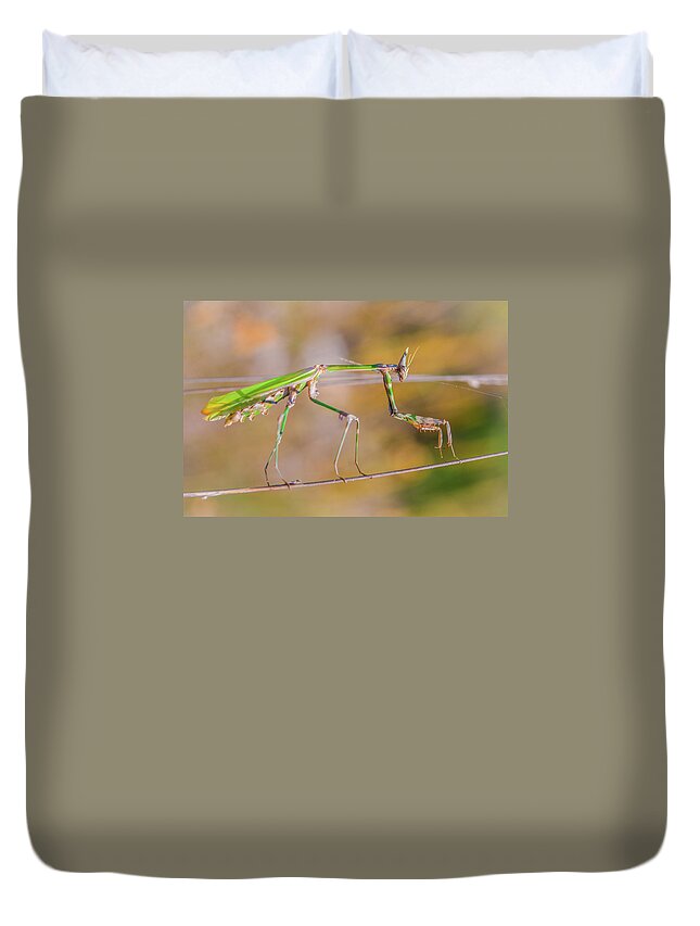 Animalia Duvet Cover featuring the photograph Conehead mantis female by Jivko Nakev