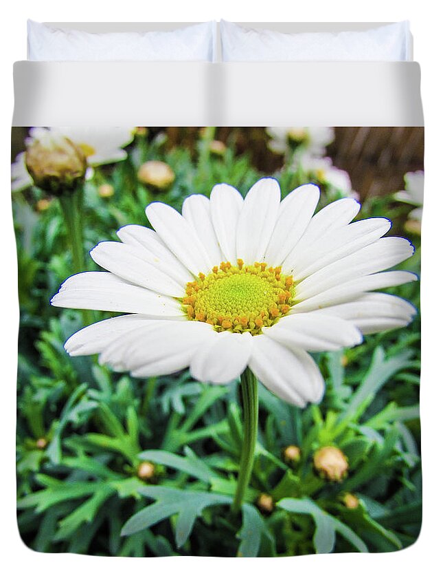 Daisy Flower Duvet Cover featuring the photograph Daisy Flower #1 by Cesar Vieira