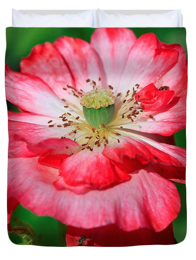 Mccombie Duvet Cover featuring the photograph Double Red and White Poppy from the Garden Gnome Mix #5 by J McCombie