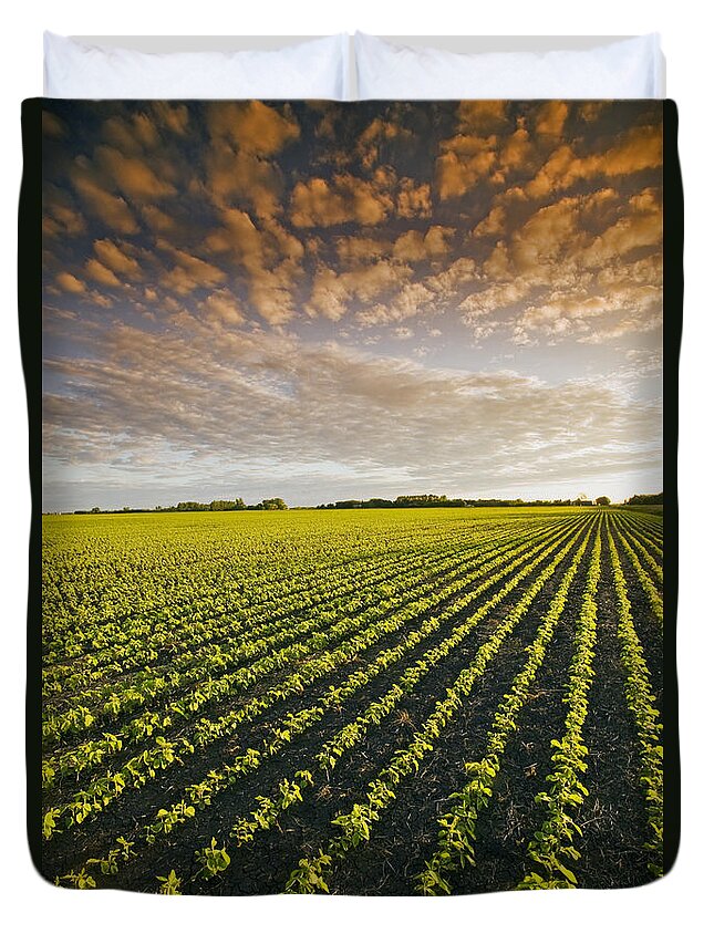 Agribusinesses Duvet Cover featuring the photograph Early Growth Soybean Field #1 by Dave Reede