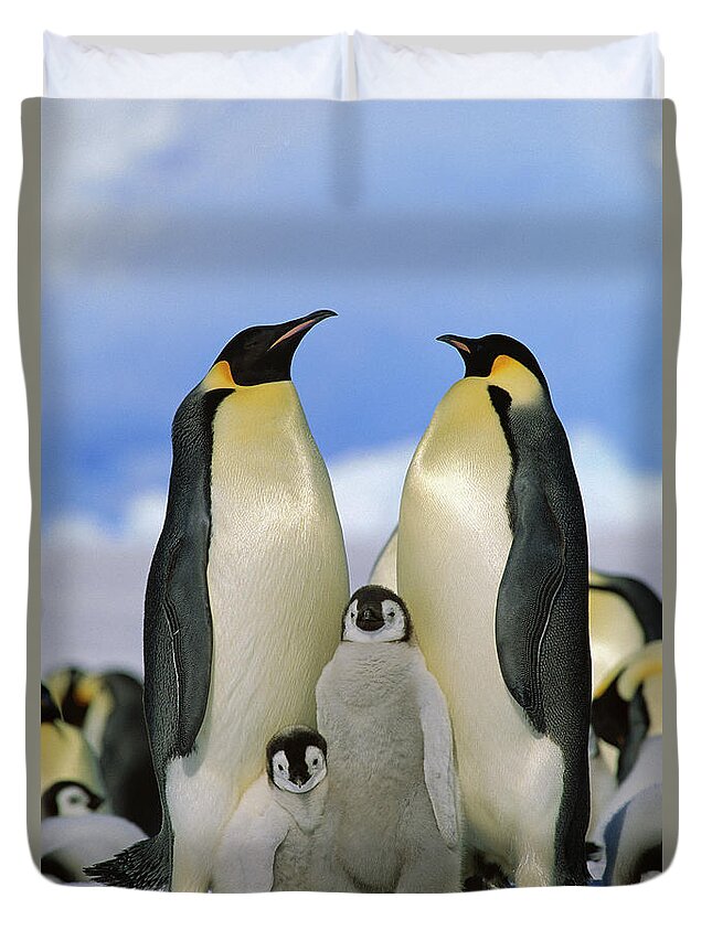 Mp Duvet Cover featuring the photograph Emperor Penguin Family by Konrad Wothe