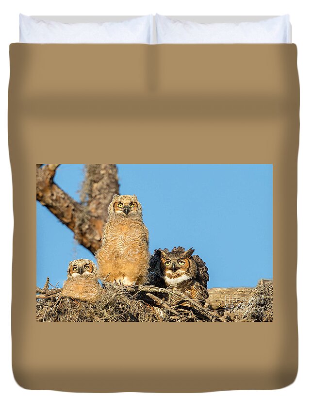 Great Horned Owls. Duvet Cover featuring the photograph Eyes Wide Open #1 by Judy Rogero