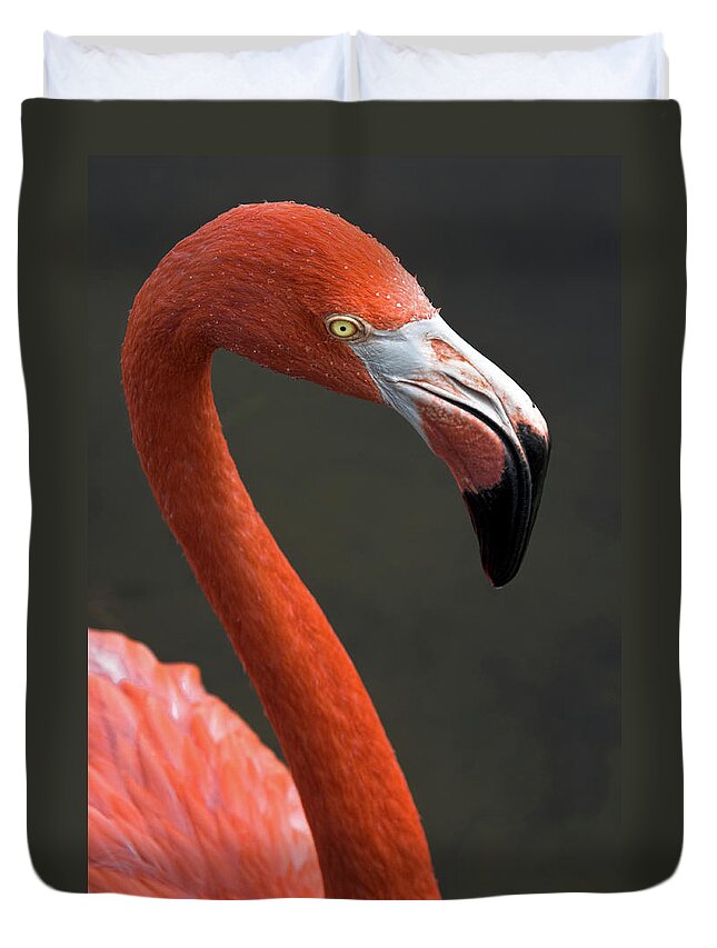 Flamingo Duvet Cover featuring the photograph Flamingo by Christopher Holmes