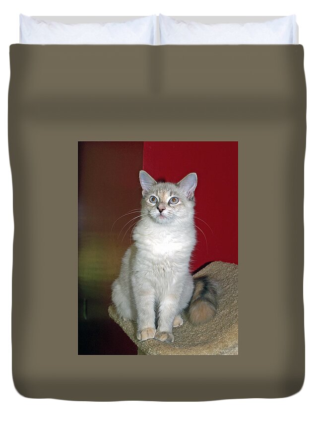 Cat Duvet Cover featuring the photograph Fluffy #1 by Bob Johnson